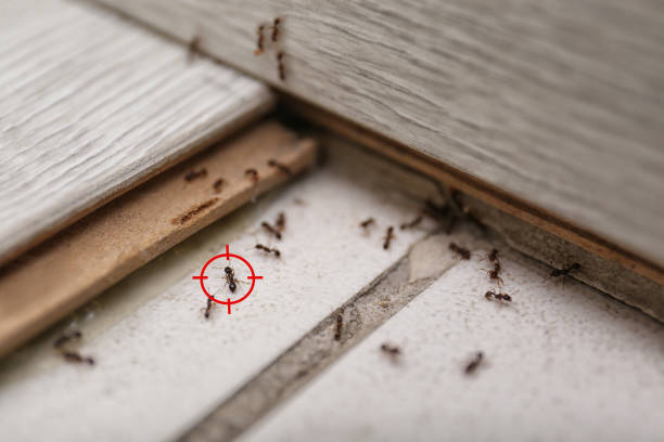Best Mosquito Control Services  in Oak Grove, KY