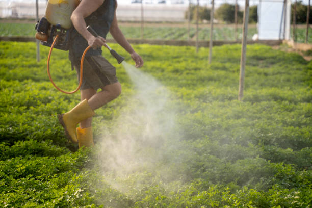 Best Wasp Removal Services  in Oak Grove, KY